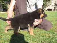 /album/fotogaleria-a-vrh/stence-5-tyzdnov-147-jpg/